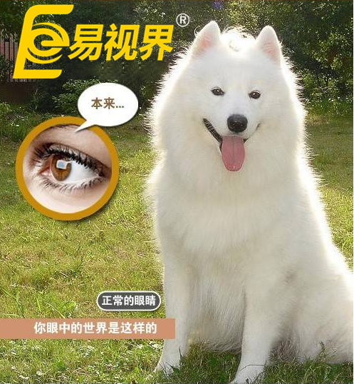 不一樣的眼病，不一樣的世界