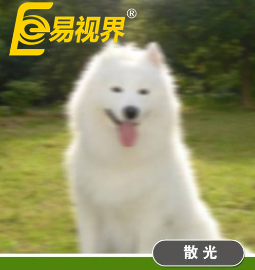不一樣的眼病，不一樣的世界
