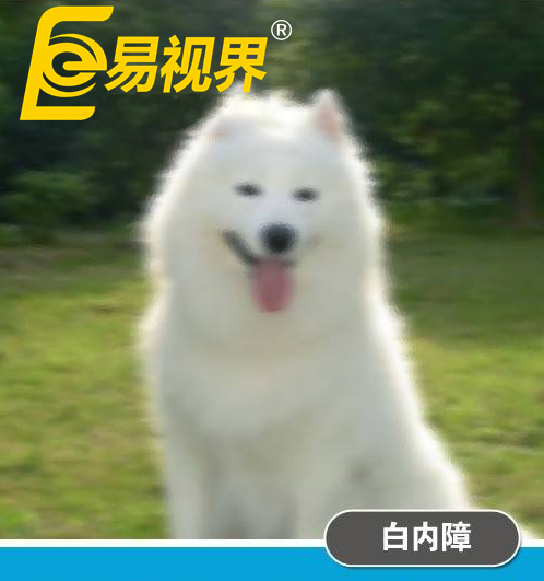 不一樣的眼病，不一樣的世界